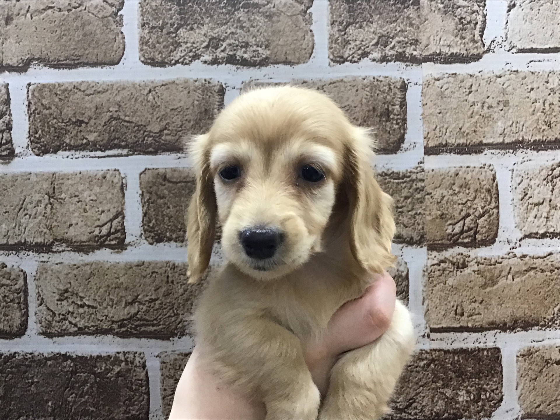 トンボ本店にお引越しする仔犬ちゃんのお知らせ ペットサロン トンボ ワンちゃん紹介ブログ